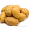 Fresh Potatoes For Export